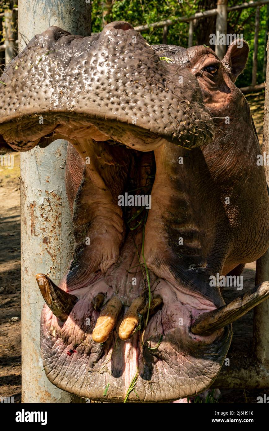 divertente ippopotamo a bocca aperta ippopotamo anfibio Foto Stock