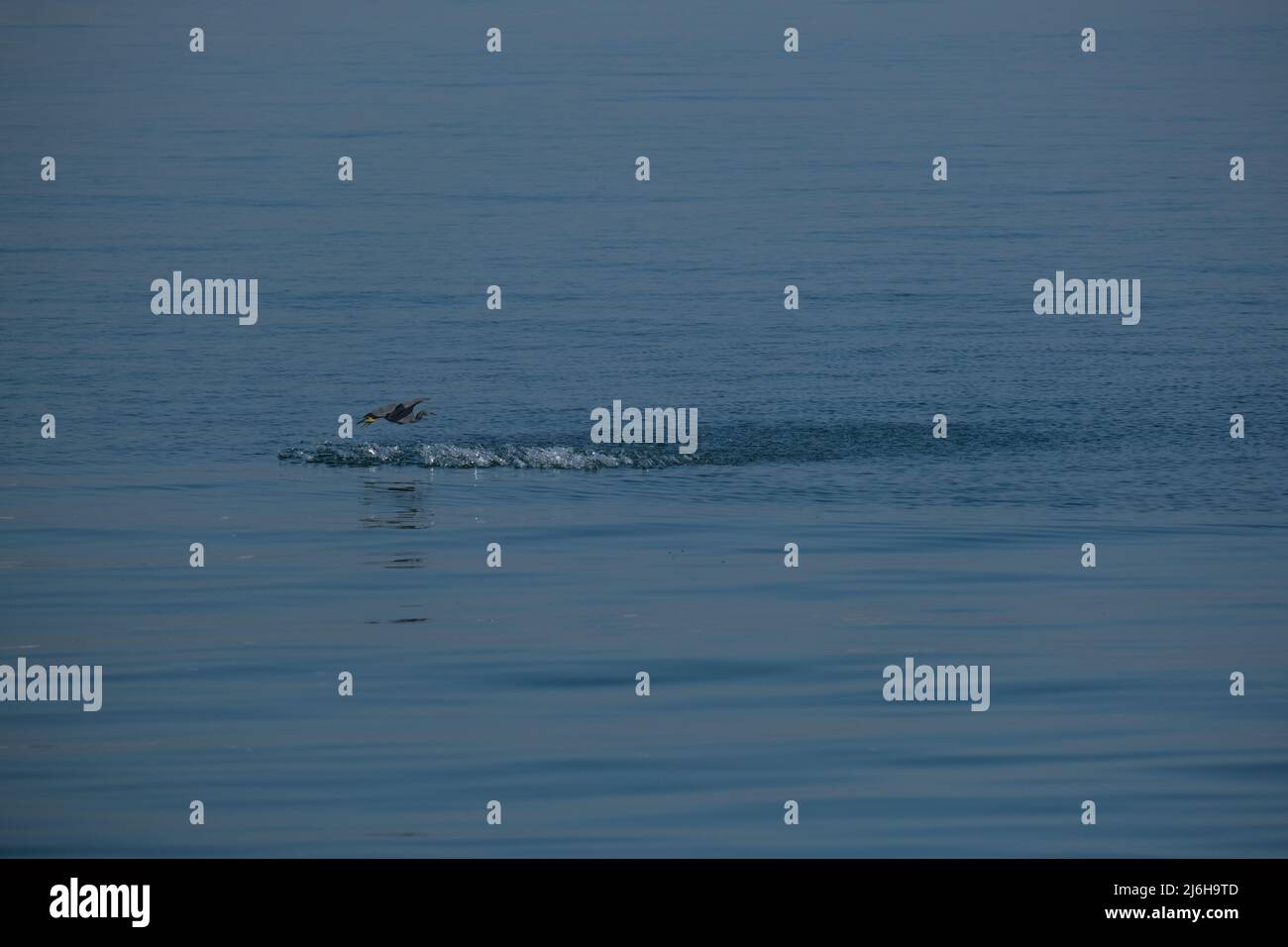 L'uccello grande dalla famiglia dell'airone sta interferendo un pesce sul mosca Foto Stock