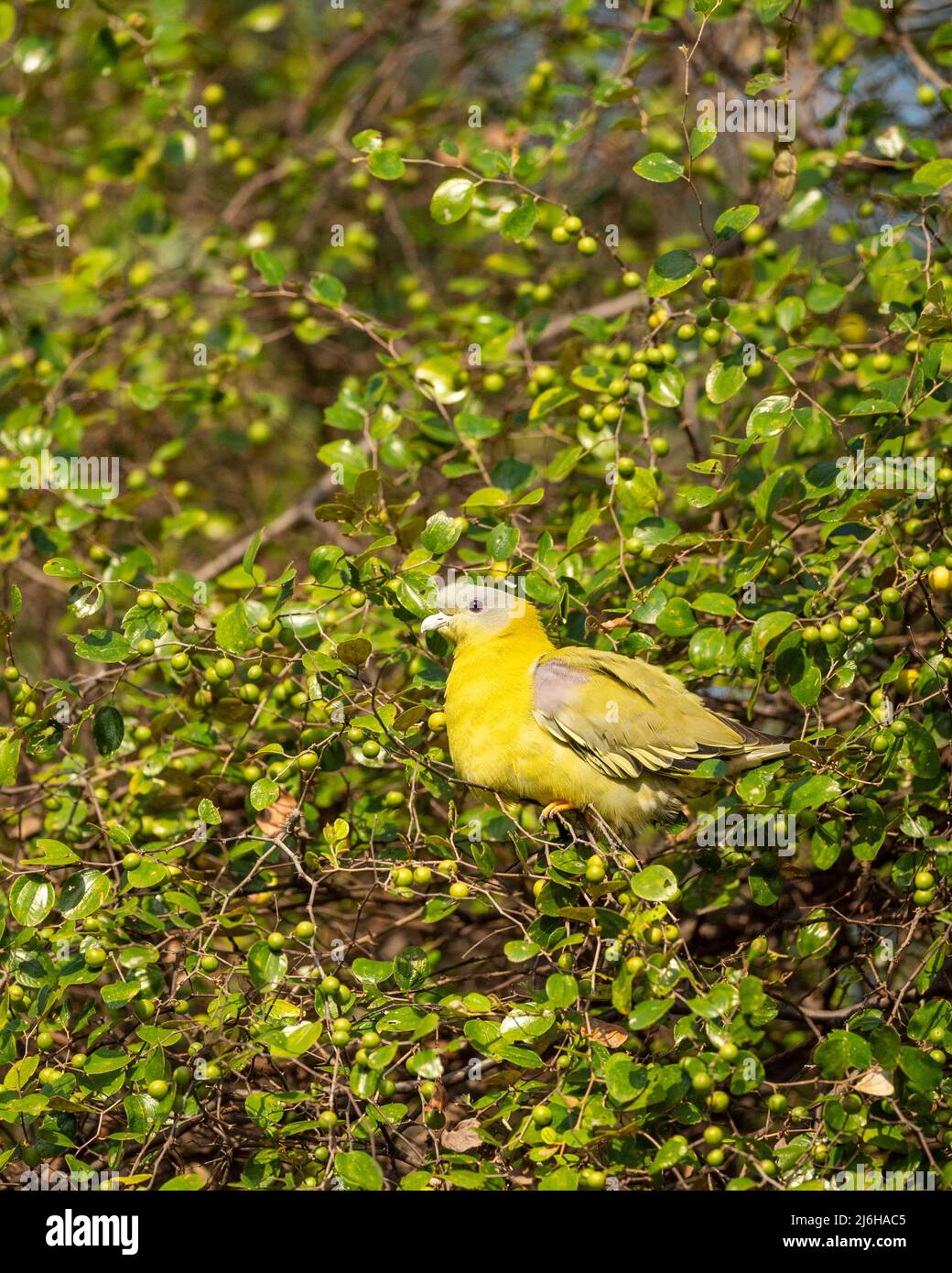 Piccione verde zampognato giallo o piccione verde zampognato giallo su Jujube Ber albero di frutta ranthambore parco nazionale rajasthan india Treron phoenicoptera Foto Stock