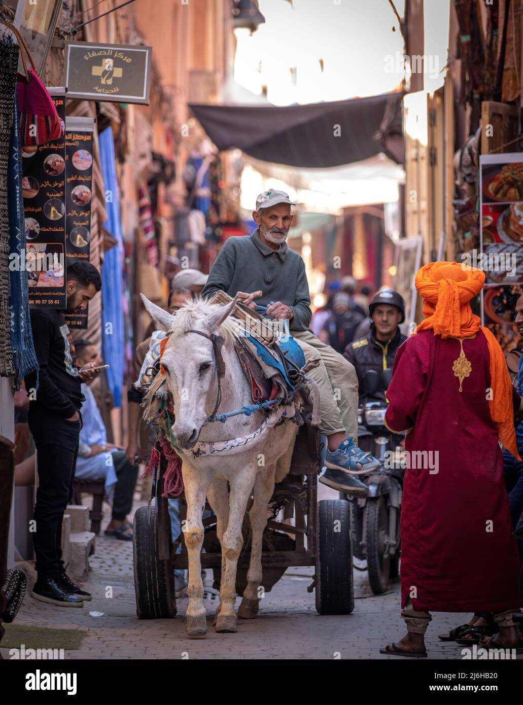 Animali del Marocco Foto Stock