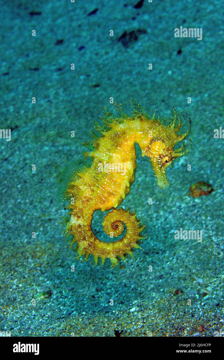 Cavalluccio marino (Hippocampus ramulosus) con coda arricciata, Maiorca, Spagna, Mar Mediterraneo, Europa Foto Stock