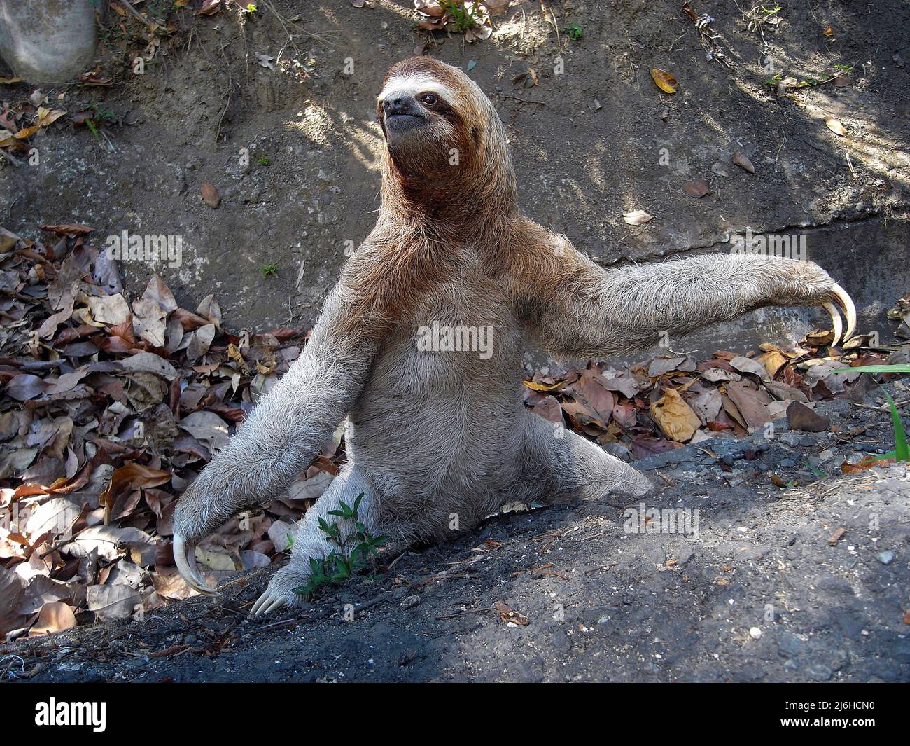 Il Southern Two-Toed Sloth (Choloepus didactylus), il pendio a due punte si trova nelle foreste tropicali del Sud America, Brasilia, America Foto Stock