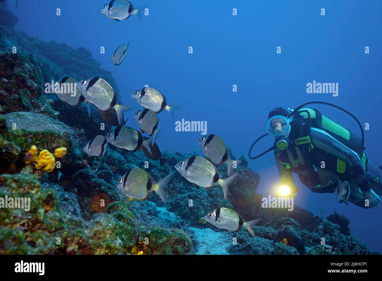 Il subacqueo si affaccia su breams a due bande (Diplodus vulgaris), in una barriera corallina mediterranea, Bodrum, Turchia, Mar Mediterraneo Foto Stock