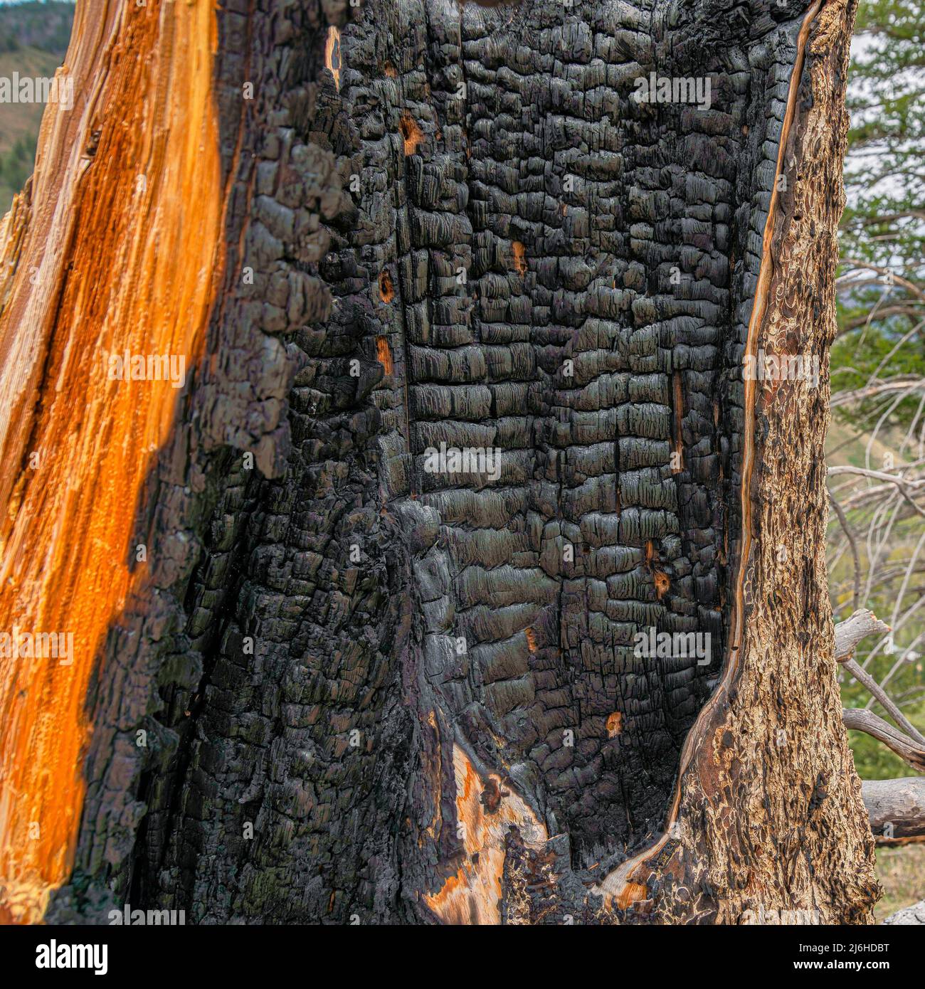 Piazza primo piano di un albero bruciato su un luogo escursionistico a Idaho Foto Stock