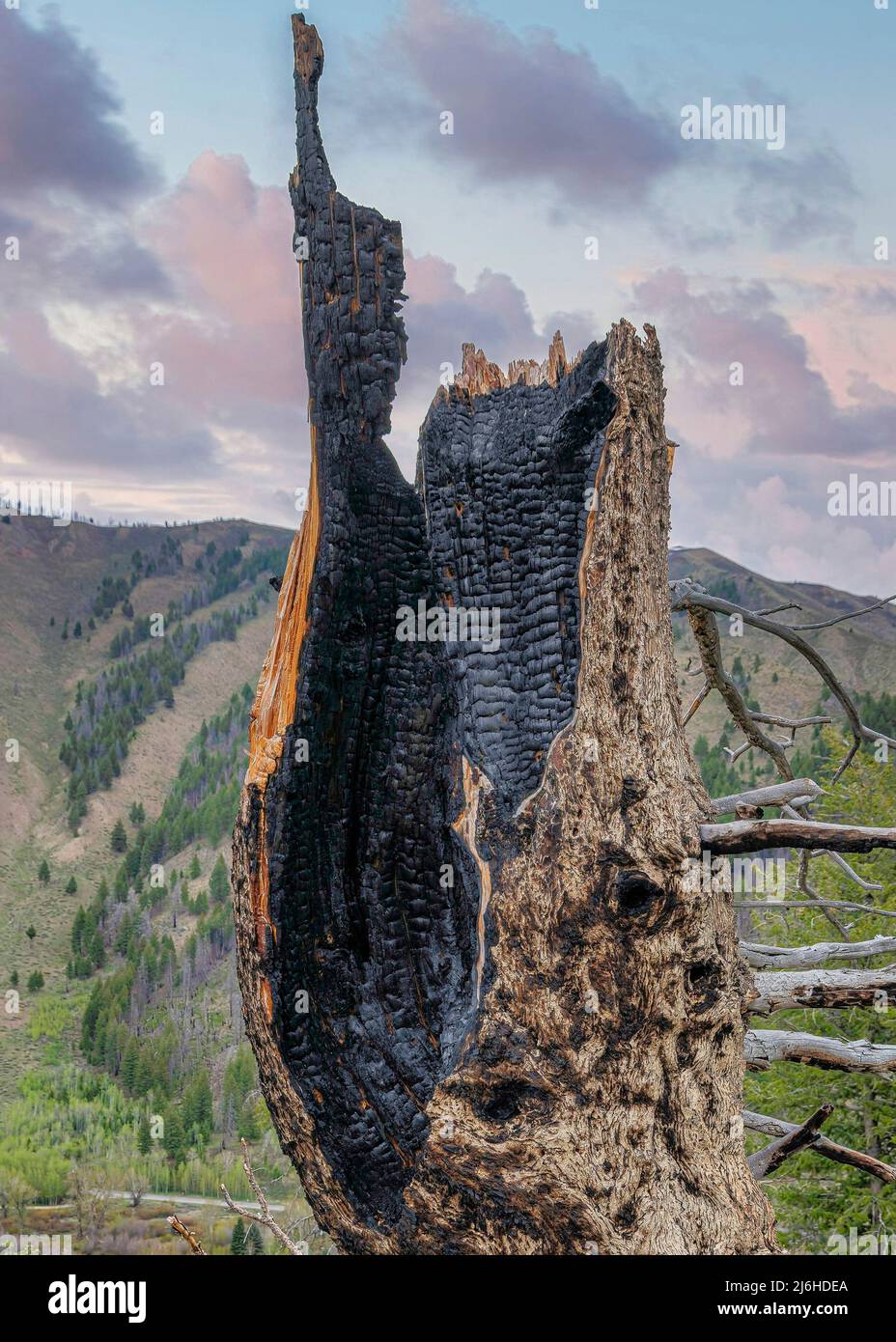 Nuvole Puffy verticali al tramonto bruciò albero su un terreno erboso in un sentiero escursionistico in Idaho Foto Stock