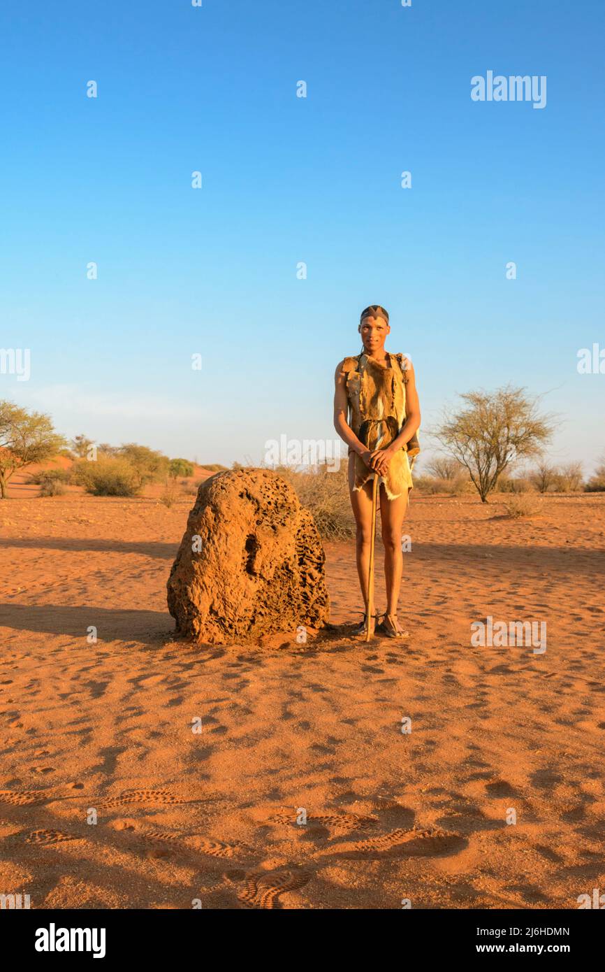 San (Saan) Boscimani, cacciatori-raccoglitori indigeni, ispezionare tumuli di termite per attività di aardvark, deserto di Kalahari, Namibia, Africa sud-occidentale ... più Foto Stock