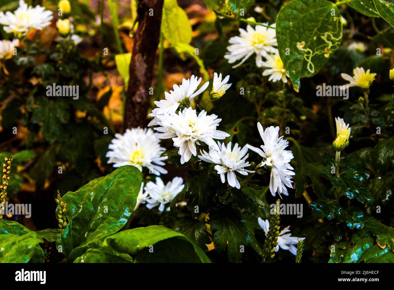 Primo piano Chrysanthemum fiore . Fiori bianchi nel giardino. Questo fiore cresce in inverno e ama il freddo . questo è un tipo di fiore asiatico Foto Stock