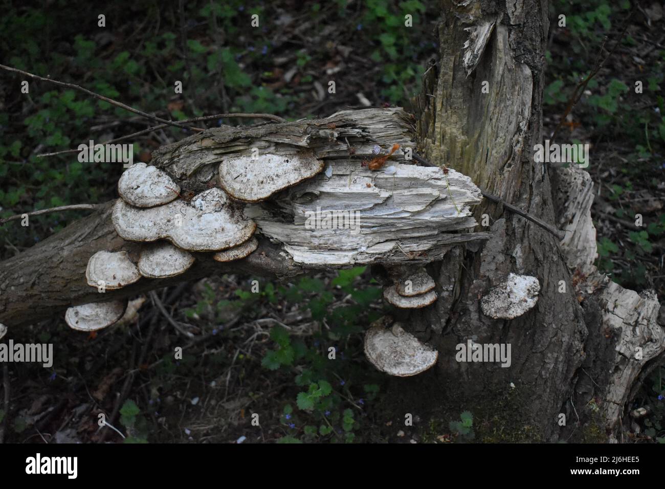 Staffa funghi (Trametes versicolor) su un tronco di albero. Foto Stock