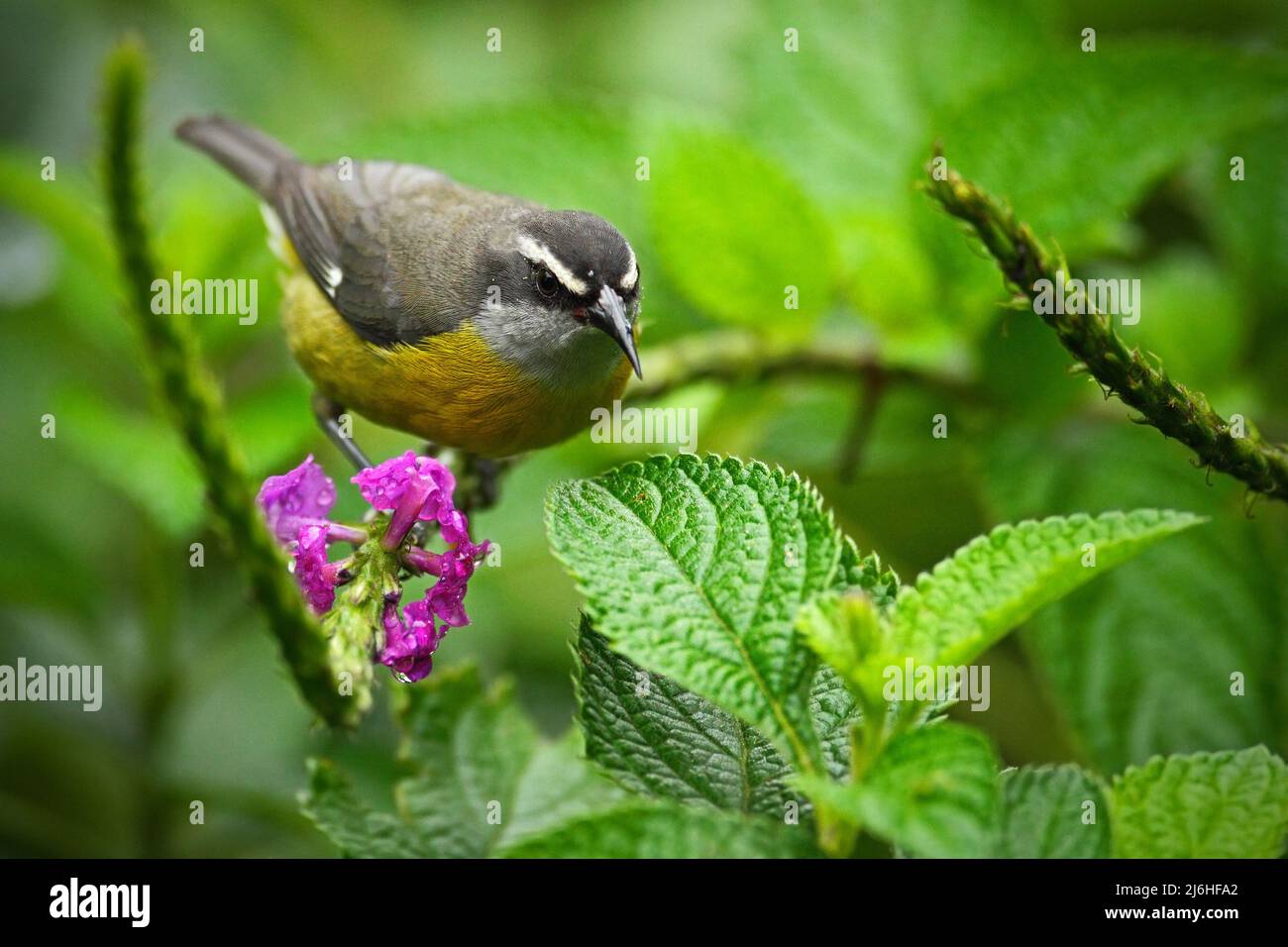 Bananaquit, Coereba flaveola, uccello tropicale esotico seduto sul fiore rosa. Uccello grigio e giallo nell'habitat naturale. Uccello animale in Costa Foto Stock