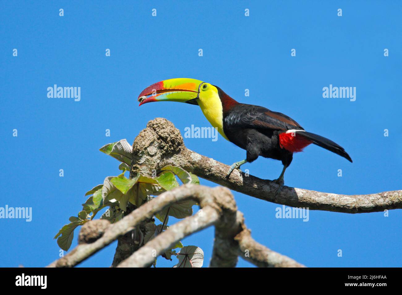 Toucan con fattura di chiglia, Ramphastos sulfuratus, uccello con fattura grande, con cibo in becco, in habitat con cielo blu, Costa Rica Foto Stock