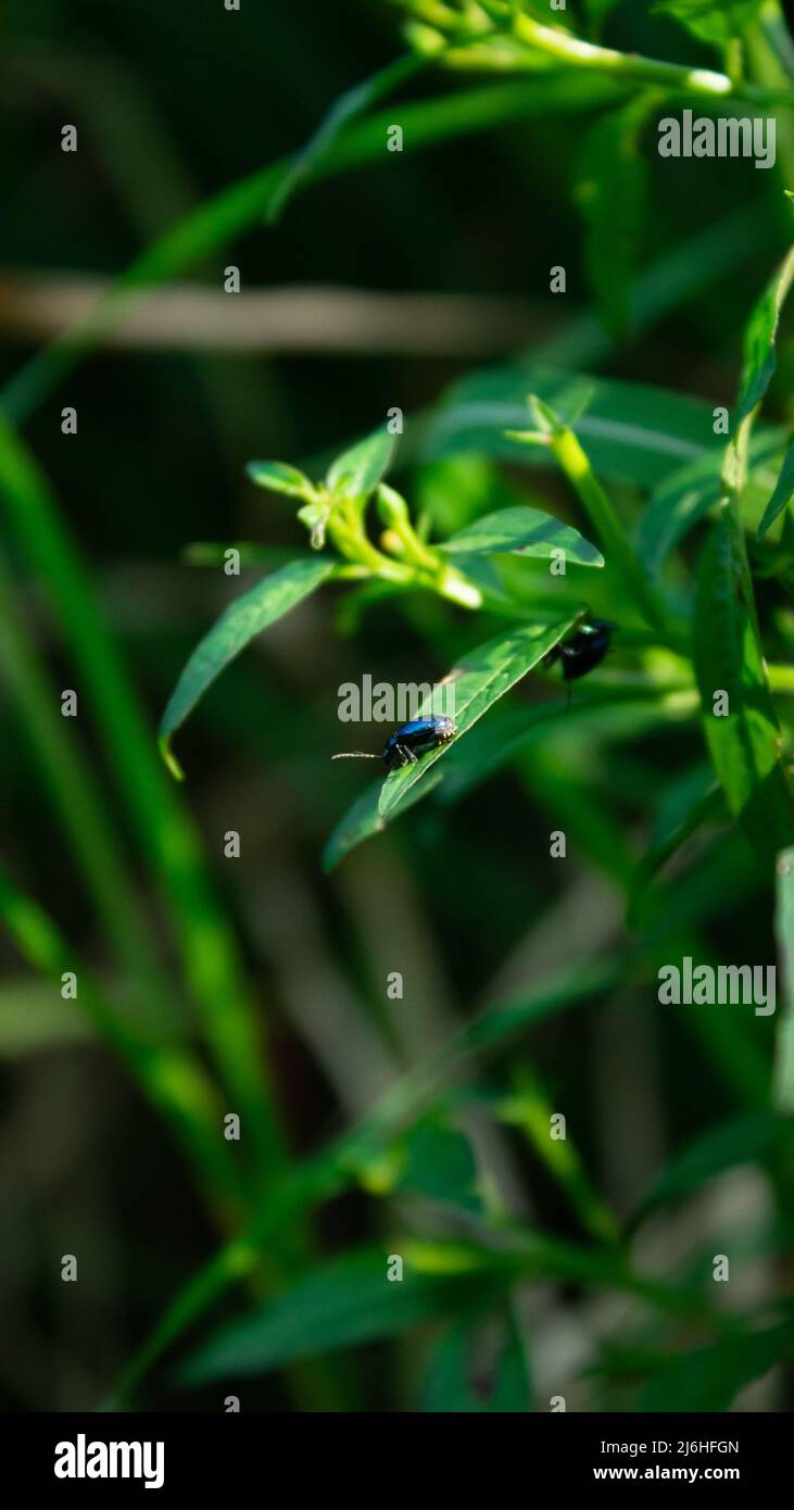 Zicrona caverulea (Blue shieldbug) sulla sua pianta ospite sul bordo della risaia Foto Stock