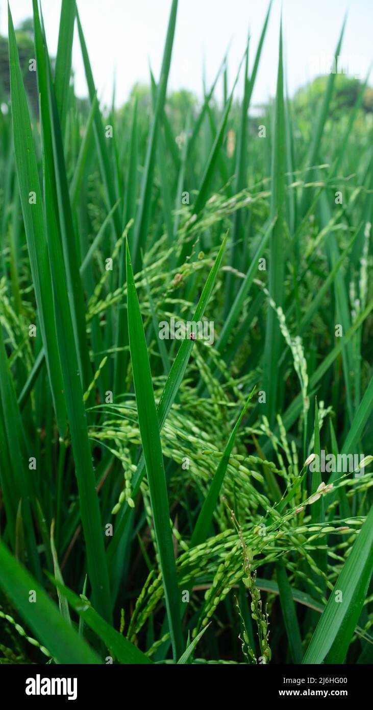 Campo di piante di risaia con ladybugs che posano sulle foglie di riso Foto Stock