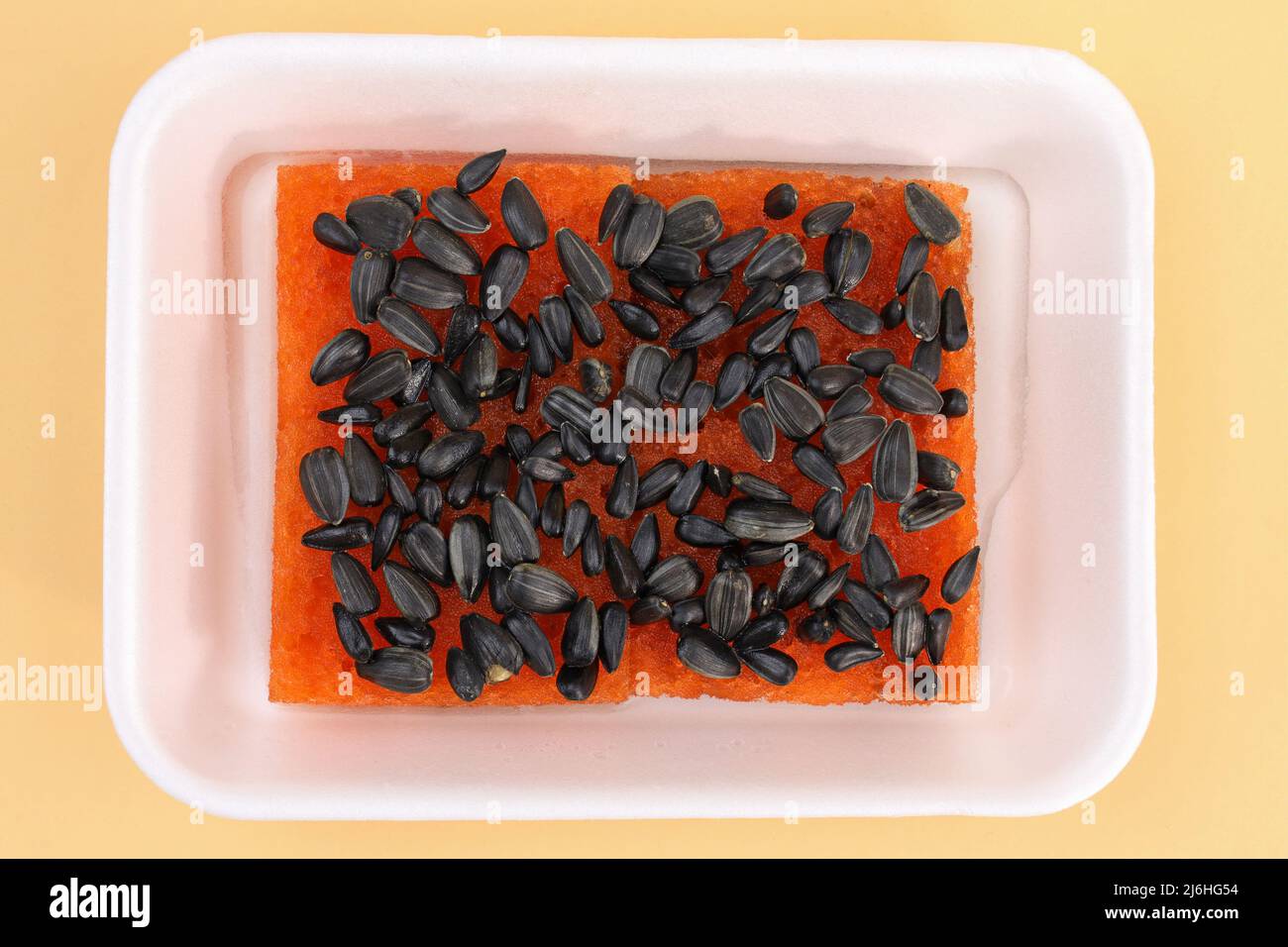 Semi di girasole in un contenitore per microgreens. Coltivando microgreens dai semi di girasole nel paese. Foto Stock
