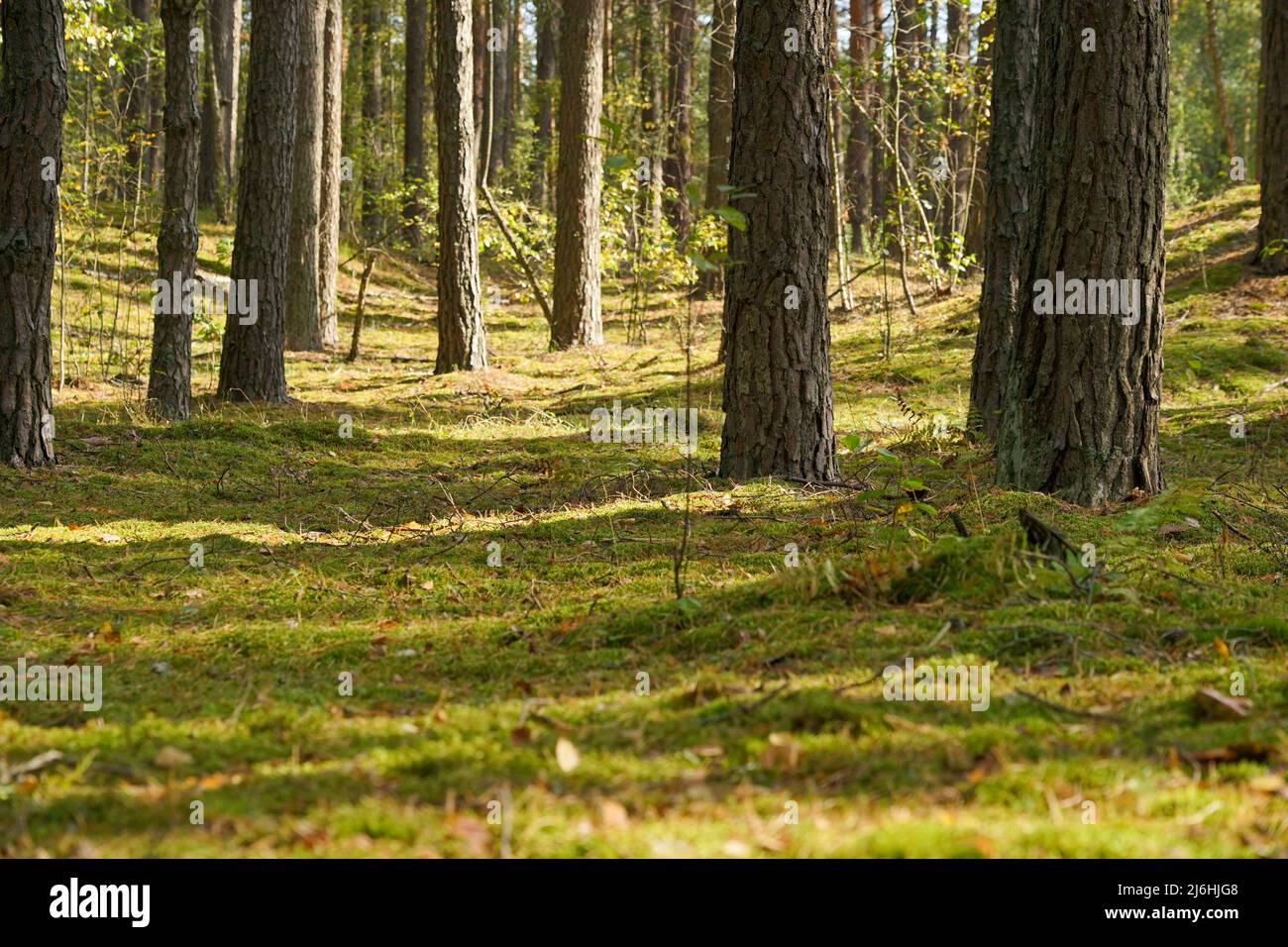 I raggi del sole mattutino nella foresta si diffondono nella nebbia Foto Stock