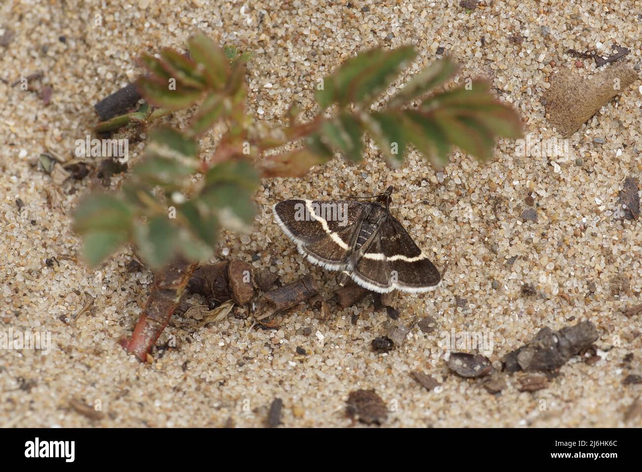 Pirausta cingulata (Sable argentata) Foto Stock