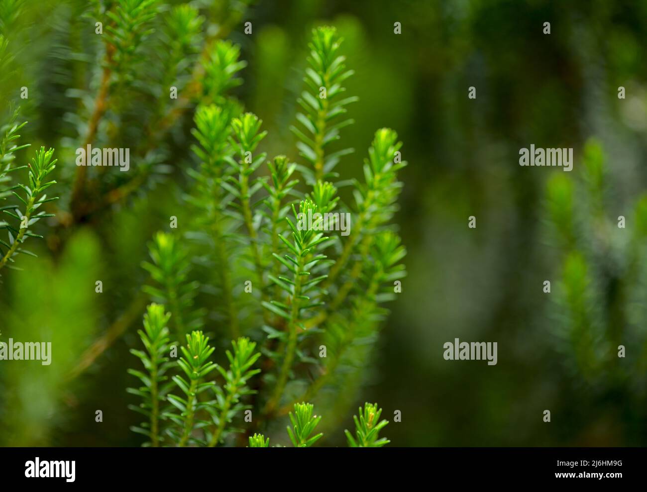 Flora di Tenerife - Erica arborea, Erica degli alberi Foto Stock