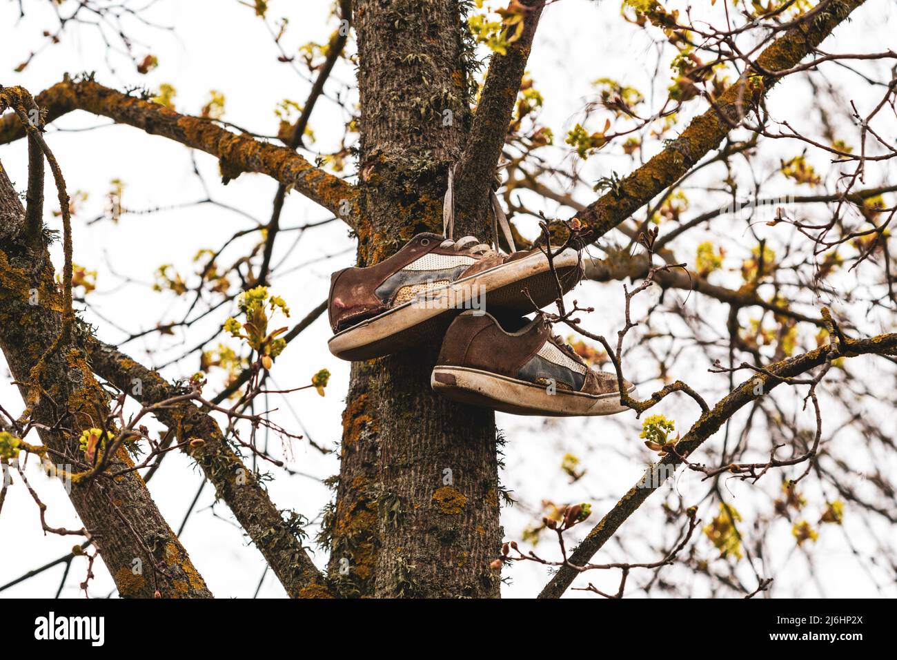 Le vecchie sneaker in pelle marrone si appendono sui lacci di un ramo d'albero. Foto Stock
