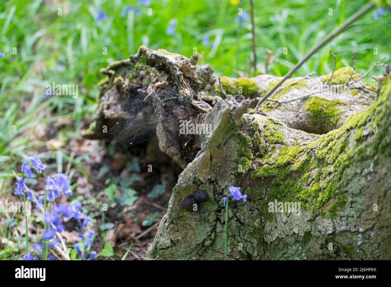 Blue blues tappeto bosco in primavera, in un bosco minacciato da sviluppatori. Kent, Inghilterra Foto Stock