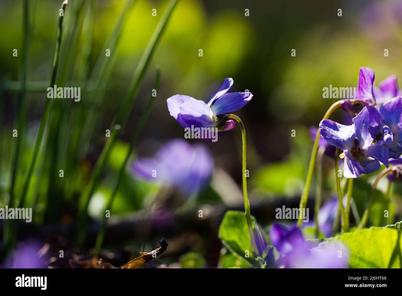 Fioritura foresta viola viola viola viola odorata. Piccoli fiori viola fragranti in fiore su sfondo verde naturale. Fiori selvatici lilla in fiore in giardino, Foto Stock