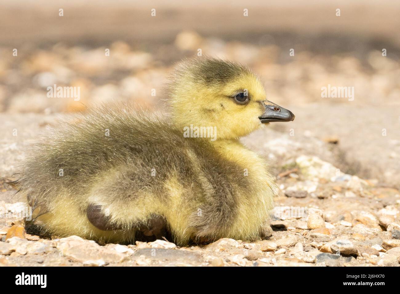 Gosling (oca canadese) sul lago ornamentale a Southampton Common, Hampshire, Regno Unito Foto Stock