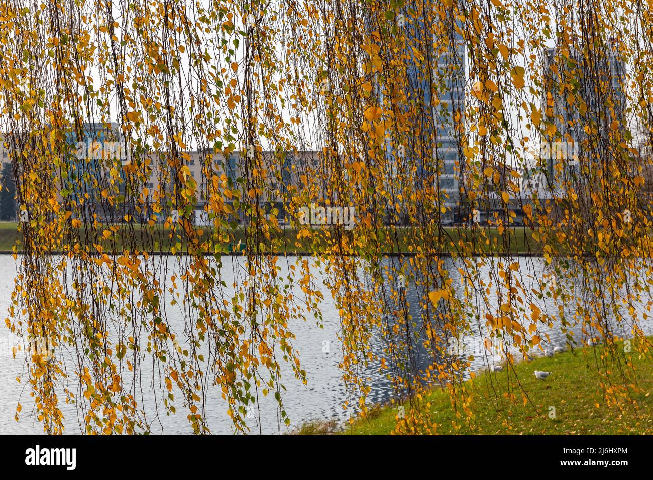 Oro autunno foglie di un salice piangente appeso su un fiume Svislach su un'isola di Tears a Minsk, Bielorussia con moderno skyline della città. Foto Stock