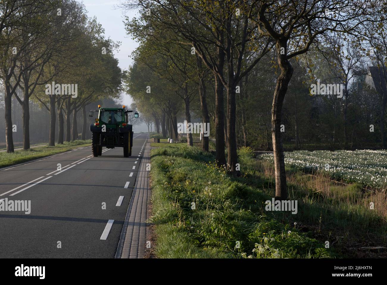 Un trattore guida su una strada asfaltata nella provincia di Flevoland nei Paesi Bassi all'inizio della mattina dopo un campo di tulipani bianchi Foto Stock
