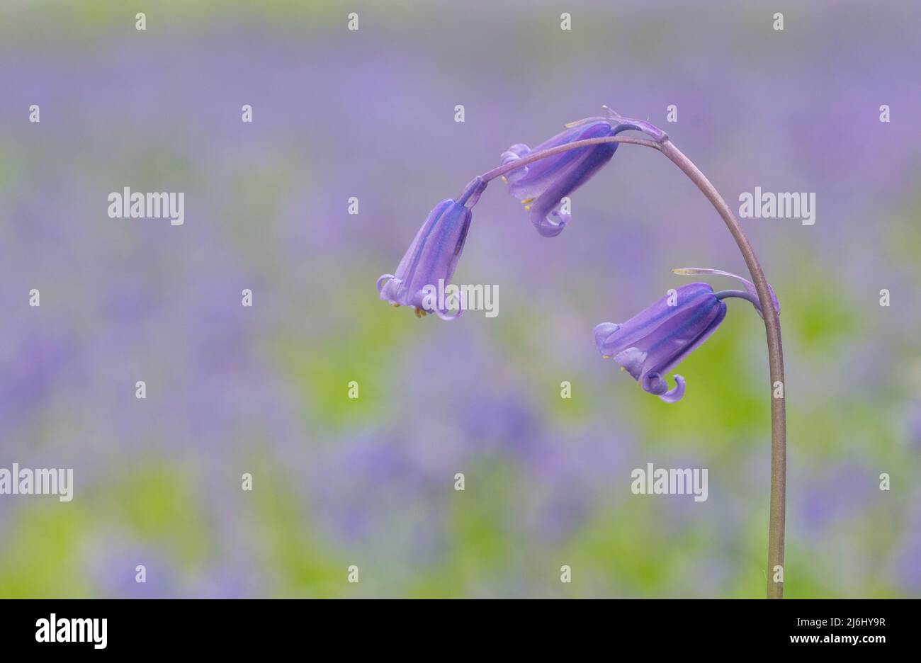Bluebells a Roydon Woods, New Forest, Hampshire. Foto Stock