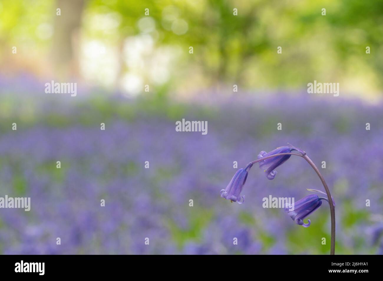 Bluebells a Roydon Woods, New Forest, Hampshire. Foto Stock