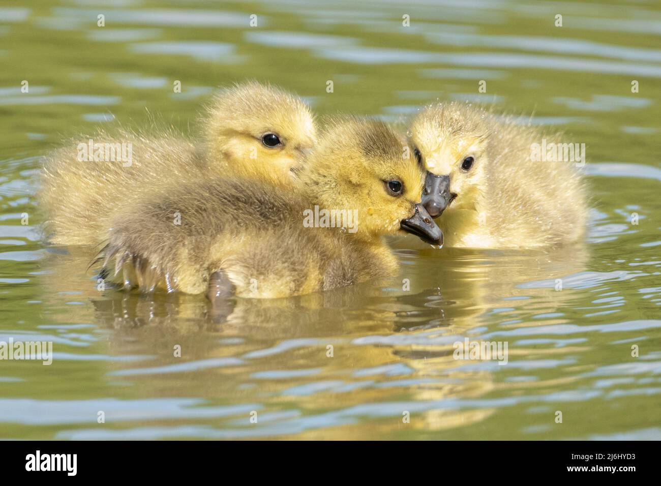 Tre goslings canadesi accanto al Lago Ornamental sul Southampton Common Foto Stock