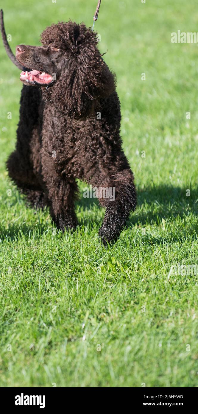 Irish Water Spaniel a piedi e guardando di lato Foto Stock