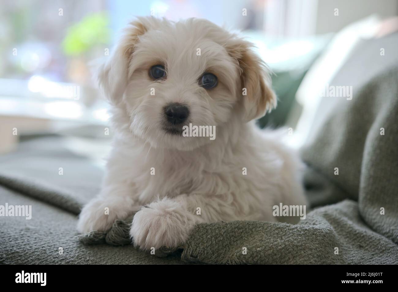 Bianco Maltese Puppy Dog Bichon stese sul divano Foto Stock