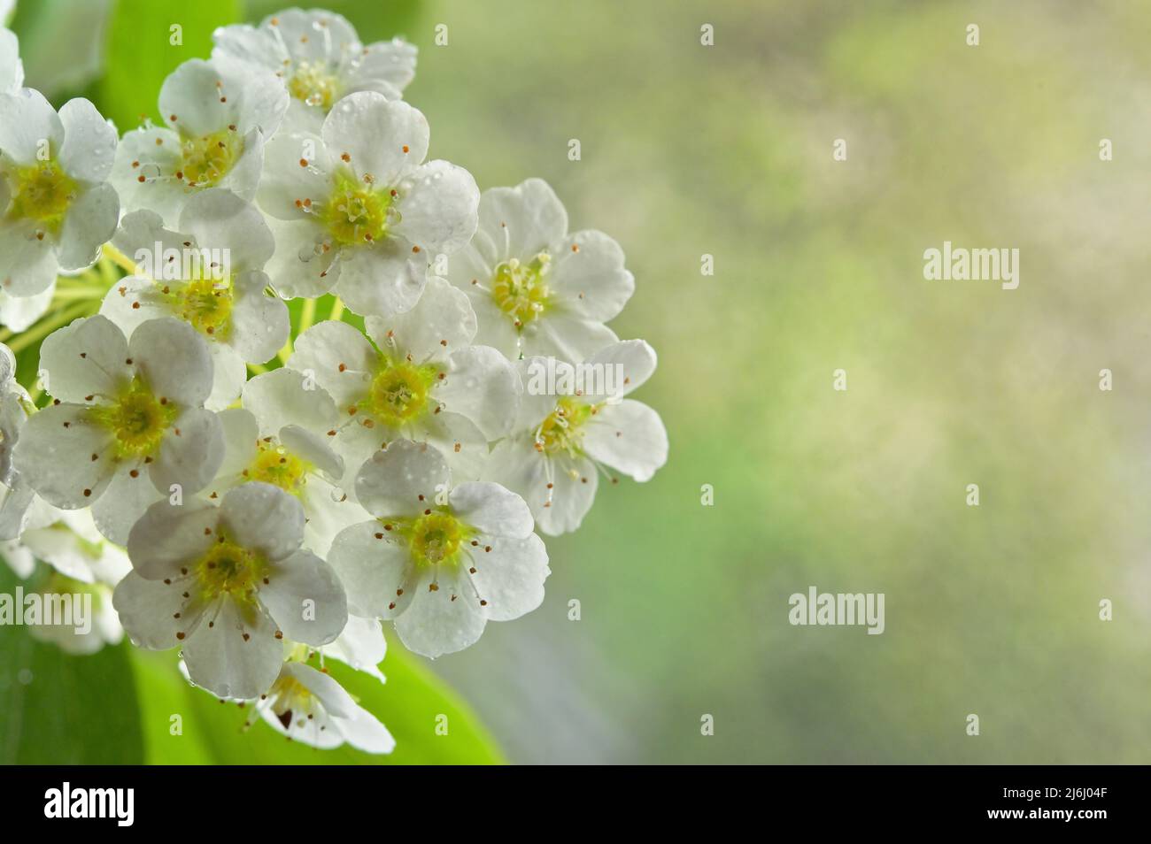 Fiori di Spiraea Vanhouttei o fiori nuziali di corona Foto Stock