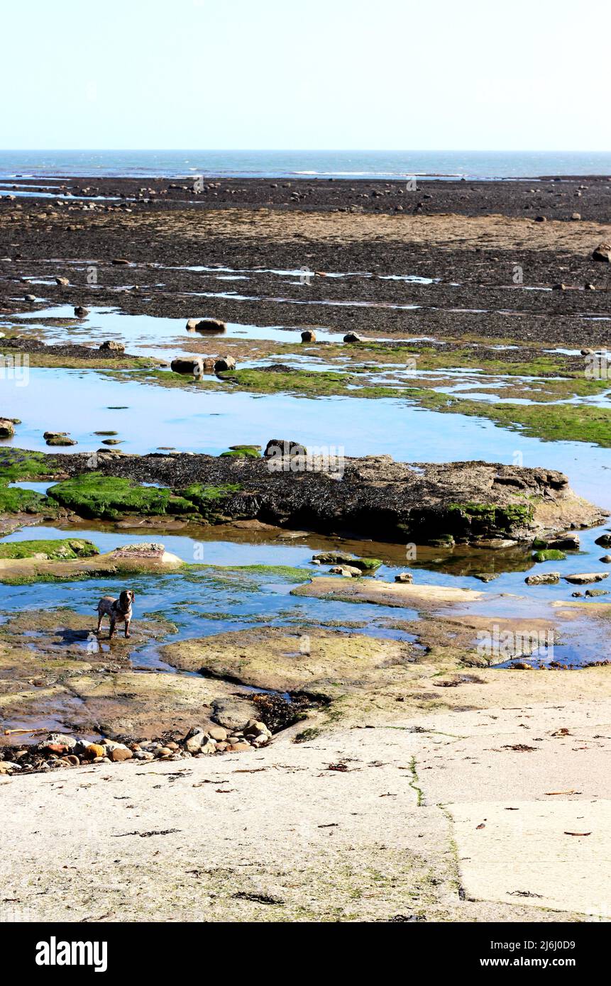 Le piscine di roccia e il mare scintillante di Robin Hood's Bay, Yorkshire, Regno Unito - con il cane in primo piano Foto Stock