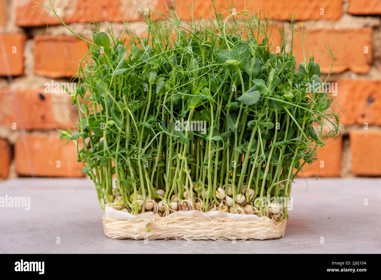 Germogliare i microgreens. Germinazione del seme a casa. Piselli germogliati. Foto Stock