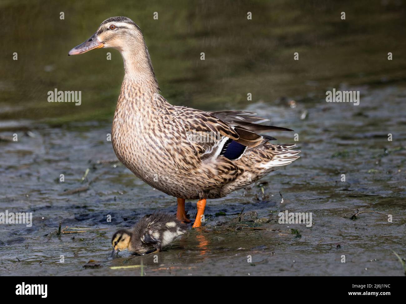 Carrigaline, Cork, Irlanda. 02nd maggio 2022. Un mallardo femminile con uno dei suoi anatroccoli sulla riva di un laghetto locale nel parco comunitario di Carrigaline, Co. Cork, Irlanda. - Credit; David Creedon / Alamy Live News Foto Stock