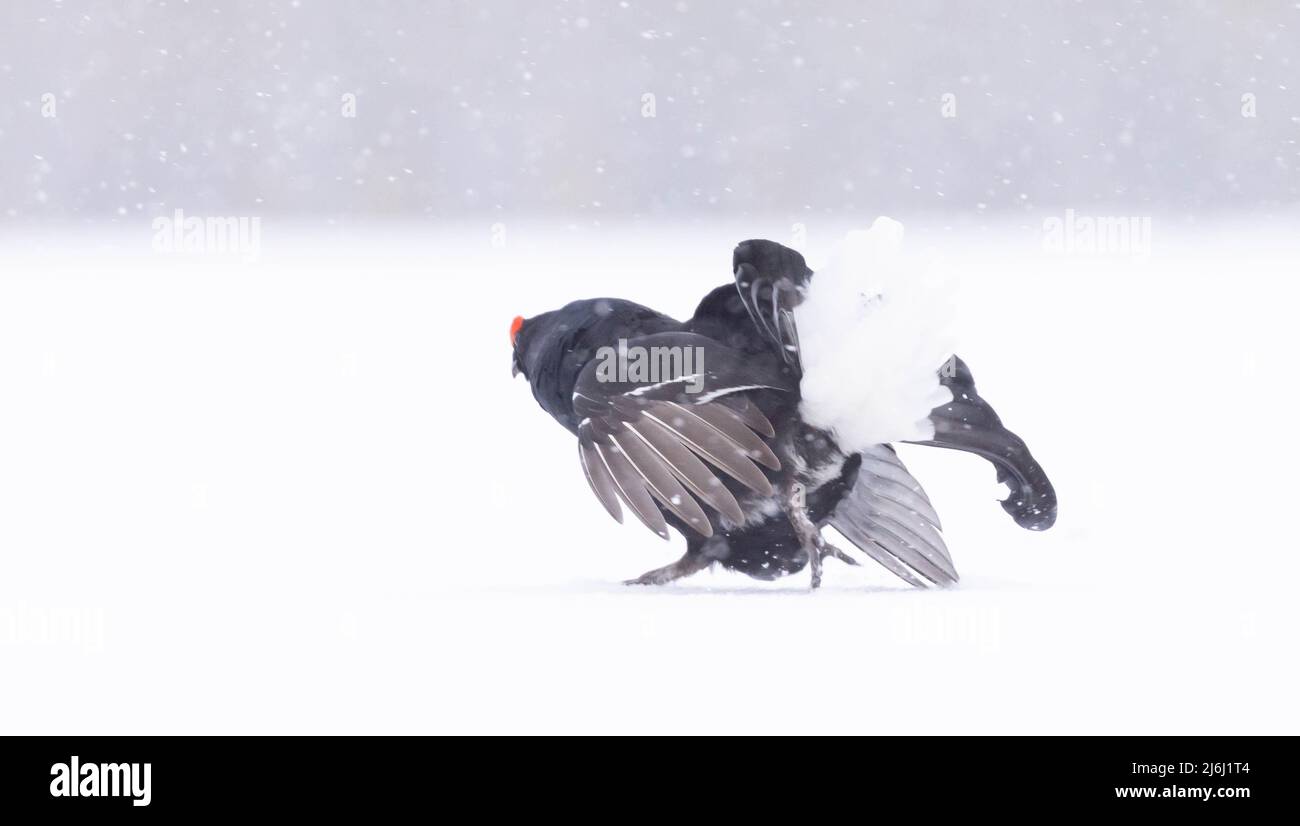 Nero Grouse in neve Blizzard Foto Stock