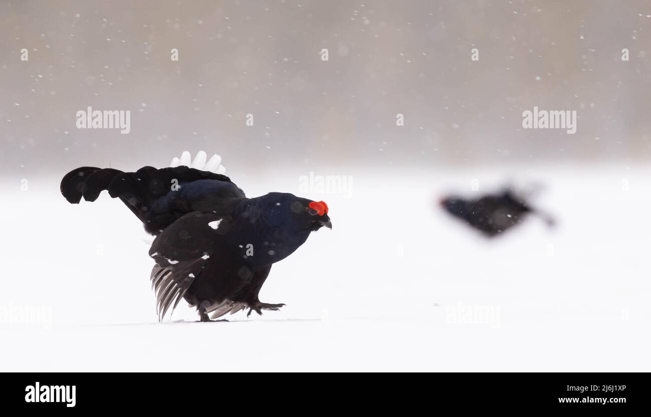 Nero Grouse in neve Blizzard Foto Stock