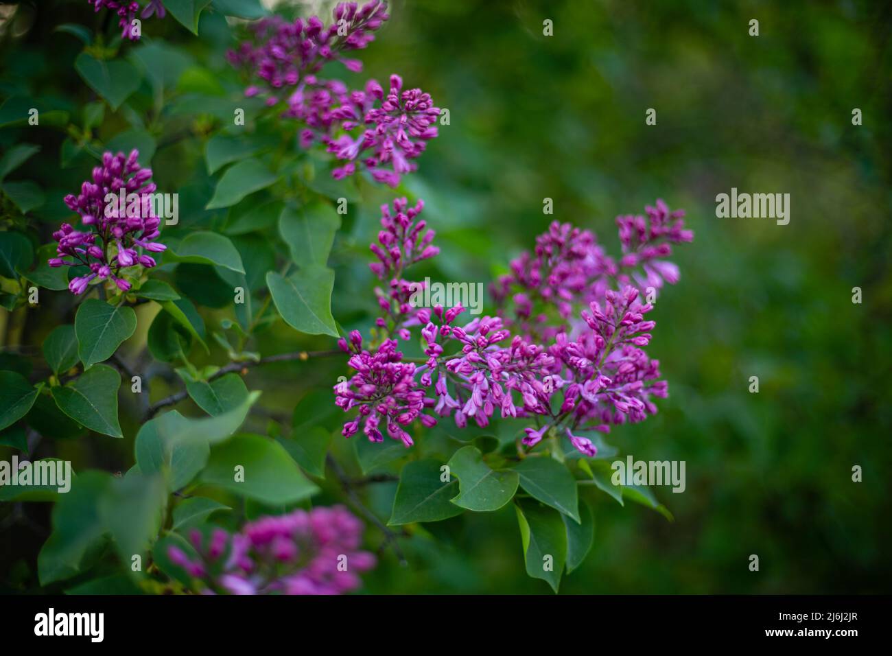Blooming lilac bush nel giardino Foto Stock