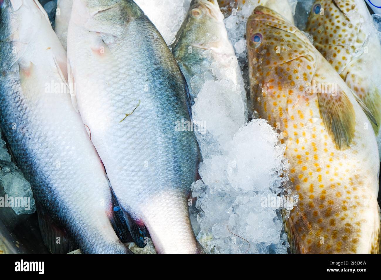 Pesce fresco di mare e pesce cernia vendere su ghiaccio omega cibo Foto Stock