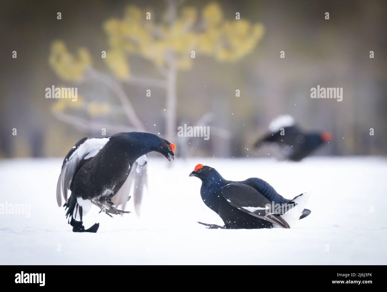 Nero Grouse Lek in Norvegia Foto Stock