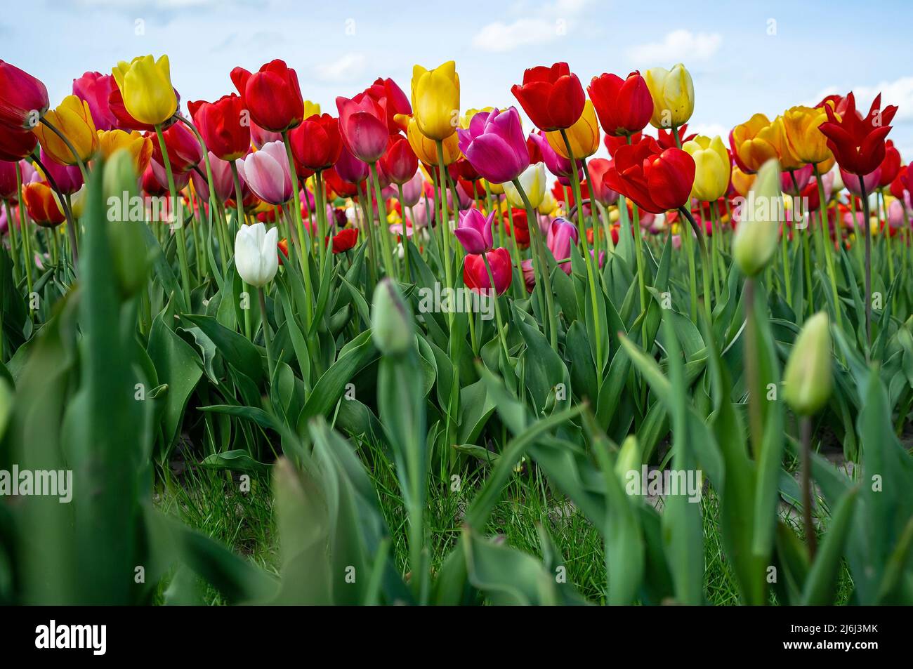 Tulipani in fiore. Campo con magnifici fiori di tulipa, coltivati in vendita, all'aperto. Primo piano. Foto Stock