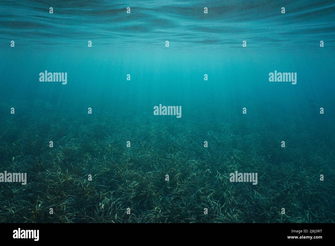 Fondo erboso e superficie d'acqua subacquea nel mare (Posidonia oceanica), scena naturale, mare Mediterraneo Foto Stock