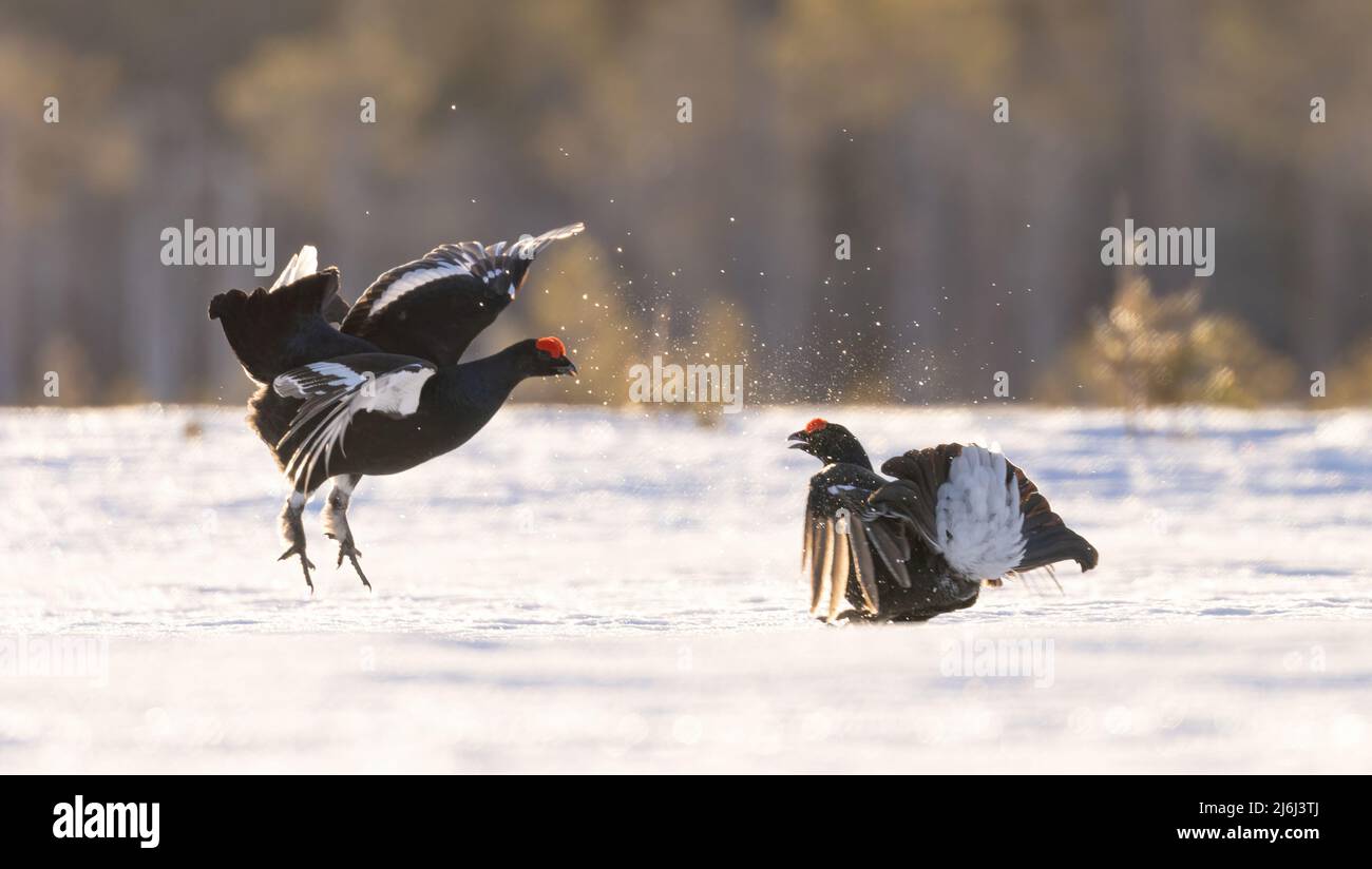 Nero Grouse Lek in Norvegia Foto Stock