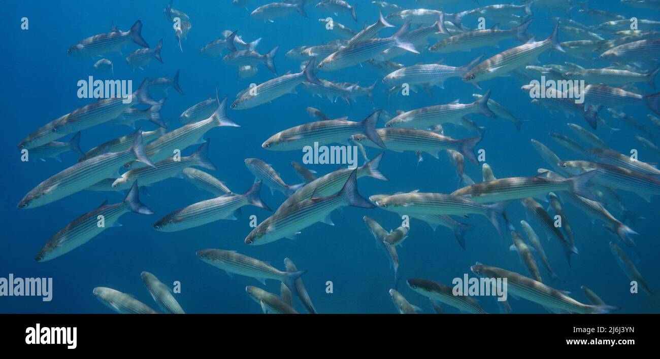Scuola di triglie di pesce sott'acqua in mare, Mediterraneo Foto Stock