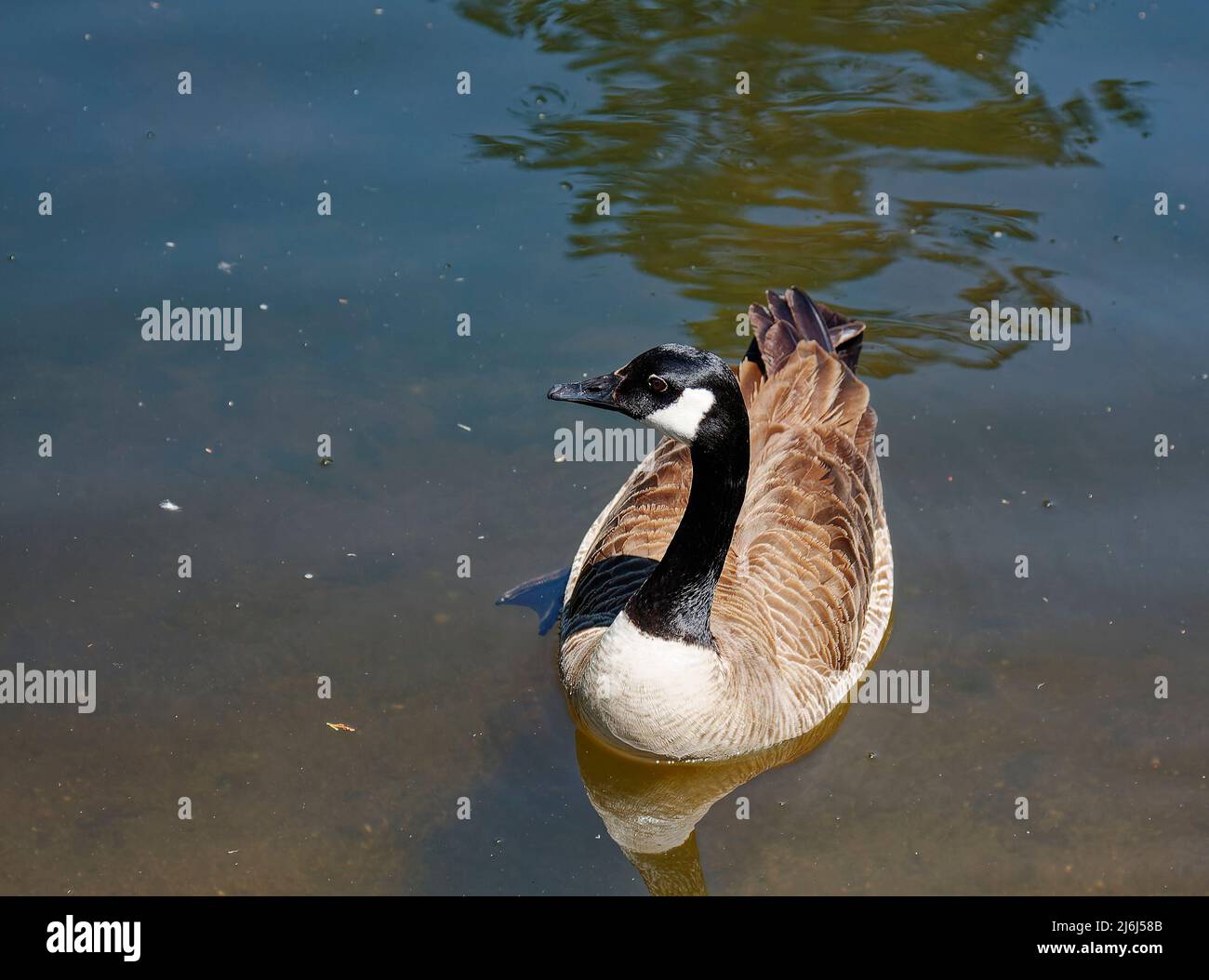 Canada, nuoto d'oca, primo piano, riflessione, acqua, Branta Canadensis, Grande uccello selvatico, uccelli acquatici, Arboreto Morris dell'Università della Pennsylvania Foto Stock