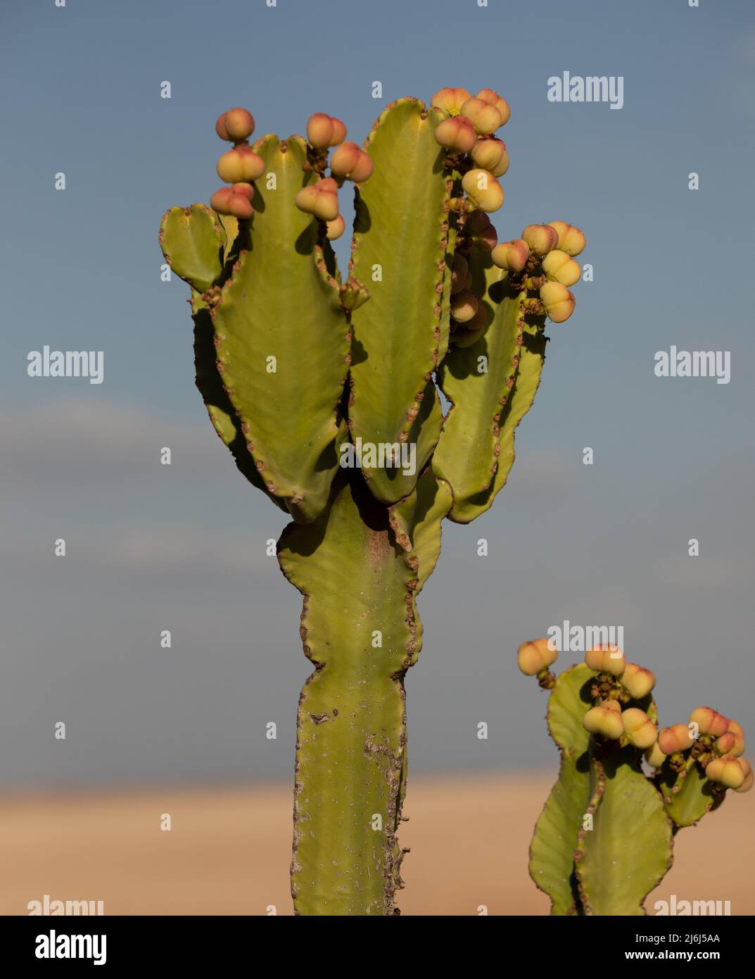 Immagini di Yves Saint Lauren Garden a Marrakesh Foto Stock