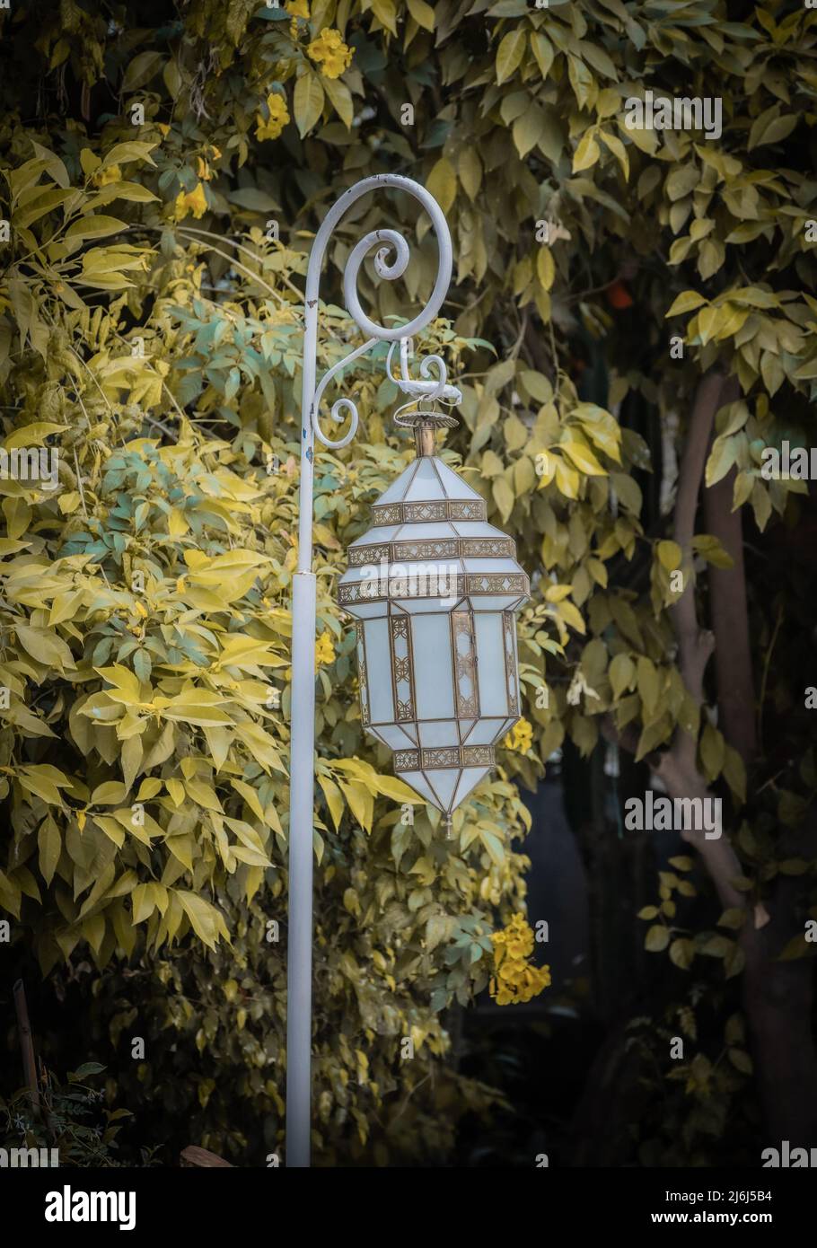 Immagini di Yves Saint Lauren Garden a Marrakesh Foto Stock