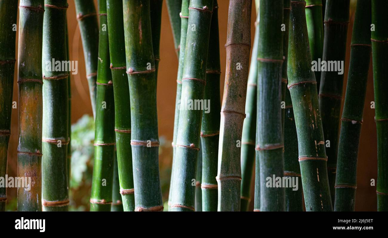 Immagini di Yves Saint Lauren Garden a Marrakesh Foto Stock