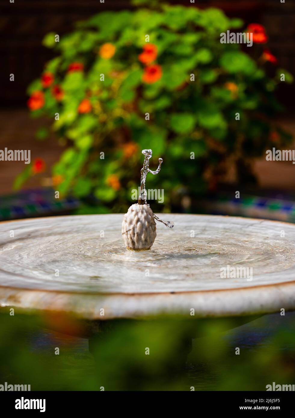 Immagini di Yves Saint Lauren Garden a Marrakesh Foto Stock