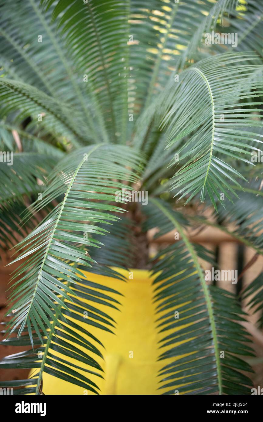 Immagini di Yves Saint Lauren Garden a Marrakesh Foto Stock